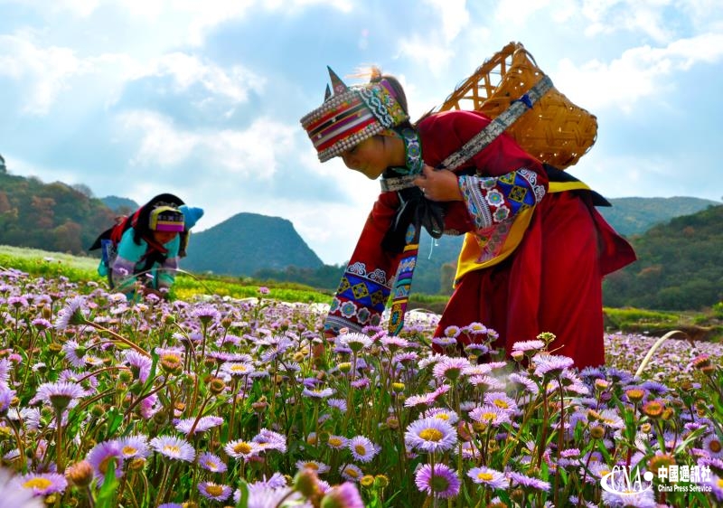 原创▏泸西:春风十里,不如在这里遇见你